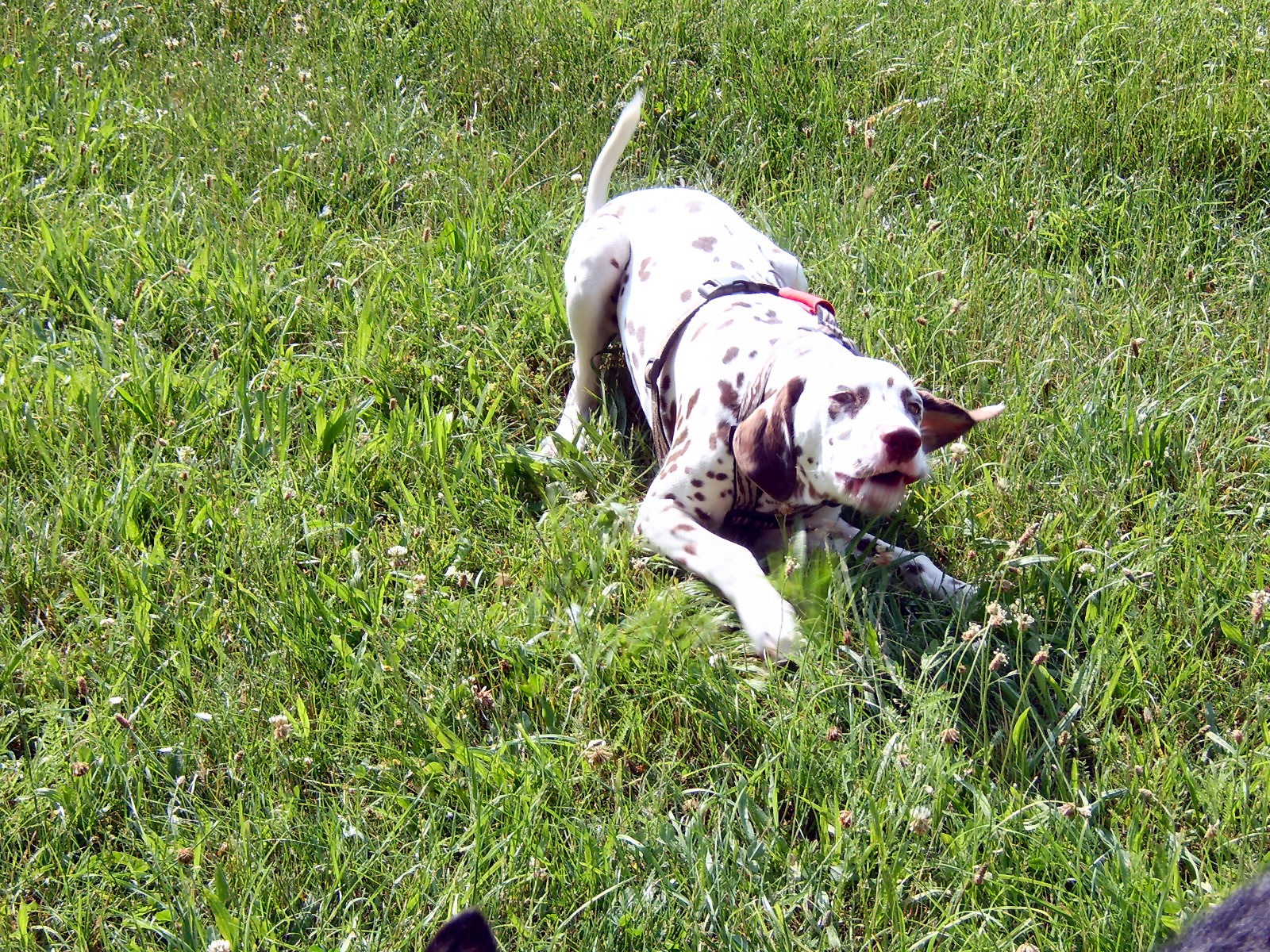 ich will die Frisbee auch mal haben