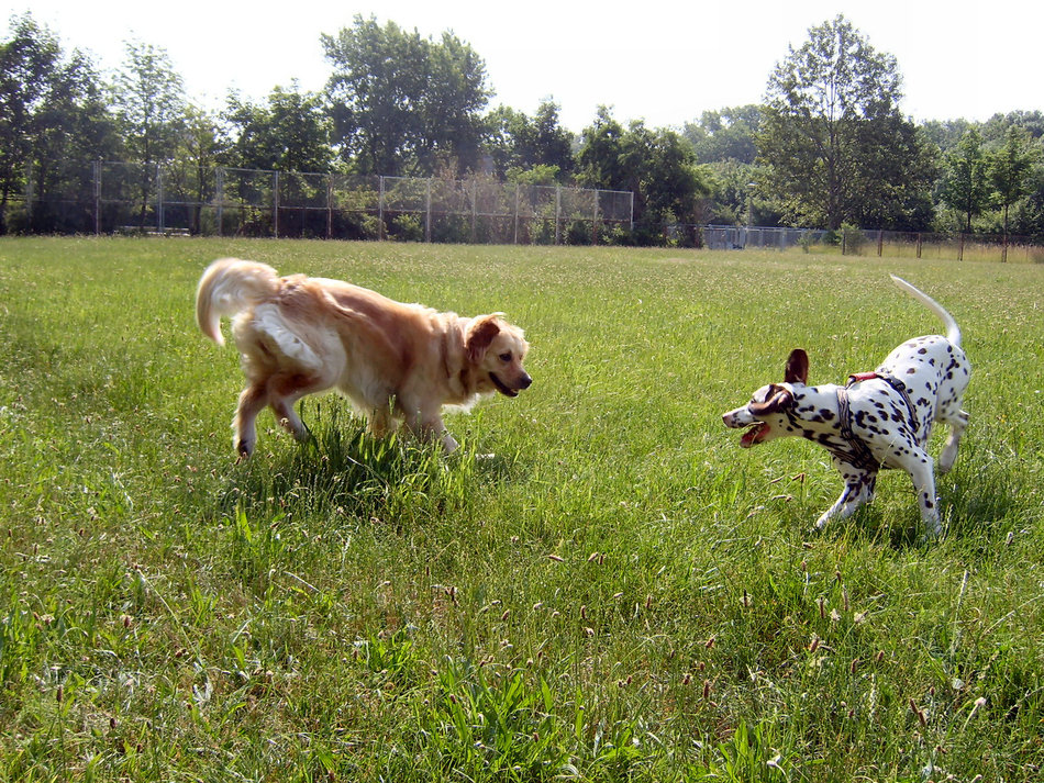 egal, hauptsache sie spielt mit mir