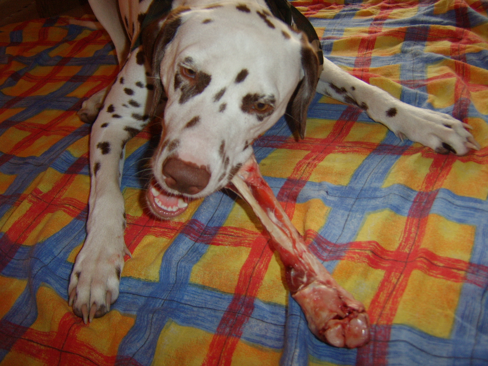 Lamm ist auch lecker...