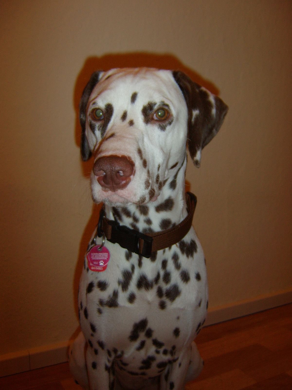 Das Halsband hat Frauchen für mich genäht!