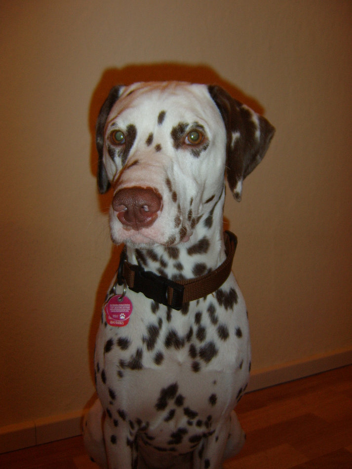 Das Halsband hat Frauchen für mich genäht!