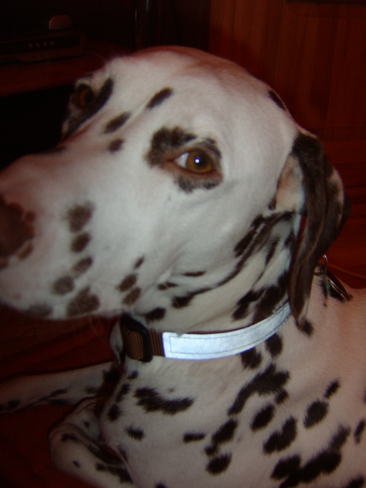 das erste Halsband wurde überarbeitet