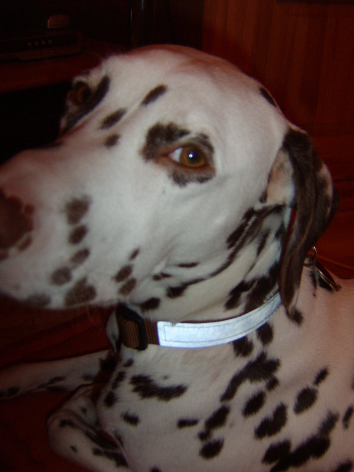 das erste Halsband wurde überarbeitet