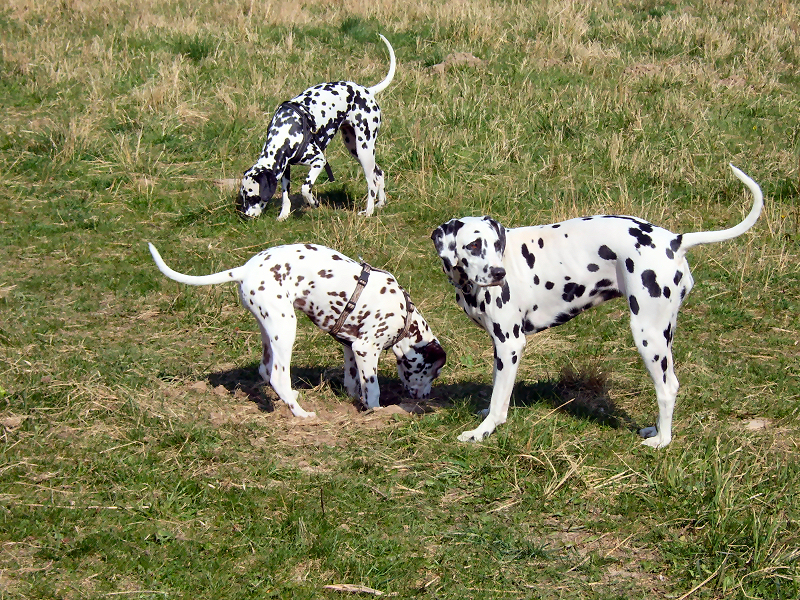 mit Gladys und Gipsy 