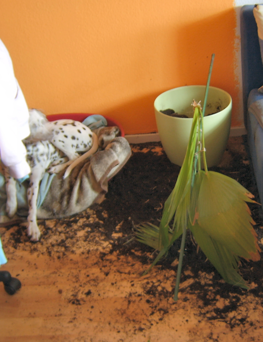 Umtopfen der Palme ;-)