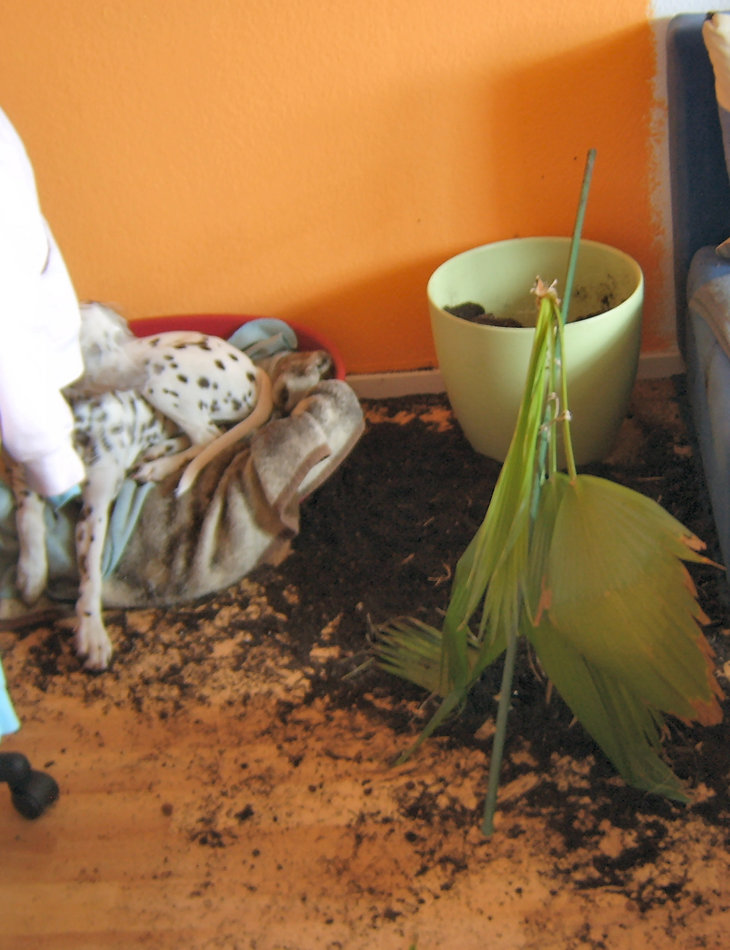 Umtopfen der Palme ;-)