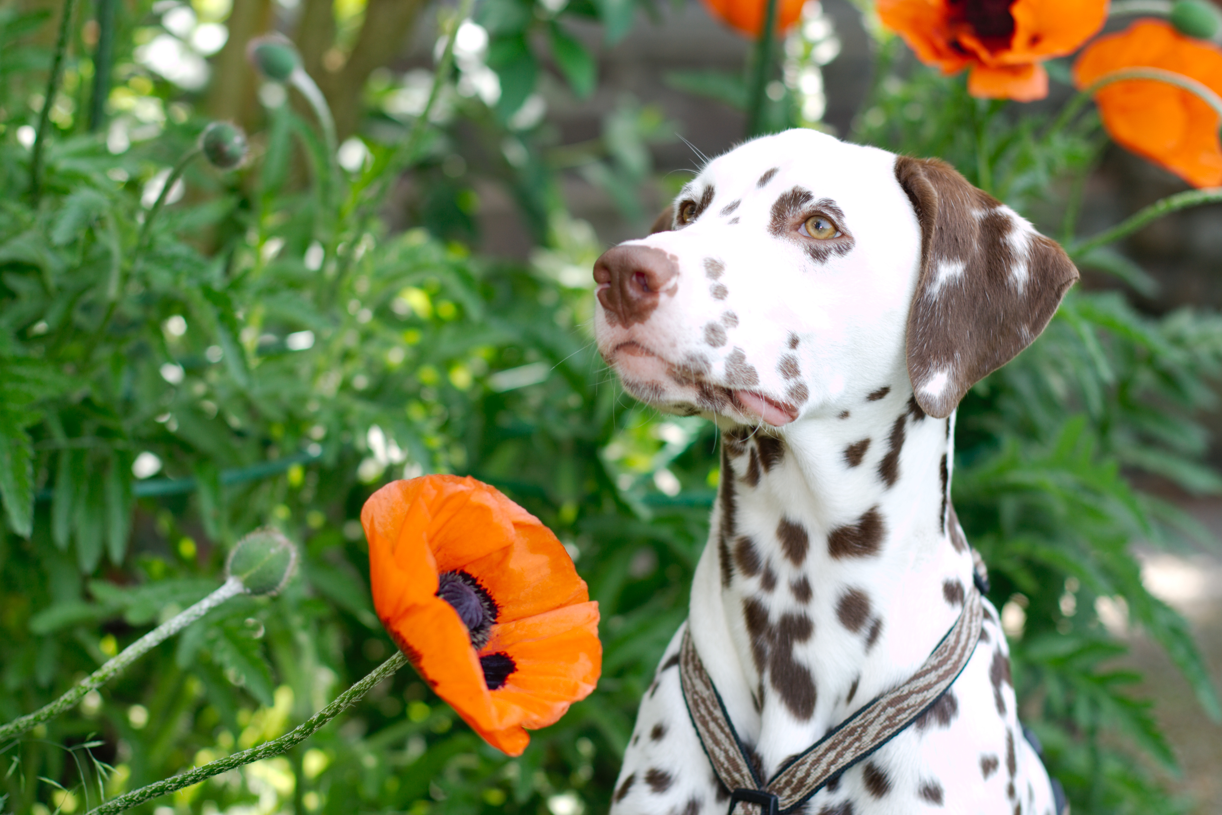 Foto im Bildband "my Dog" von teNeues zu sehen
